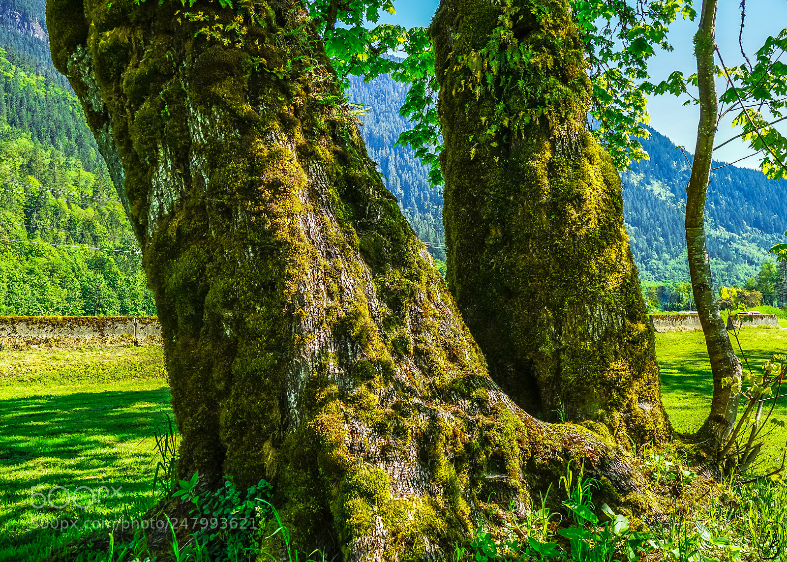 Sony a7 II sample photo. Trees in north cascades photography
