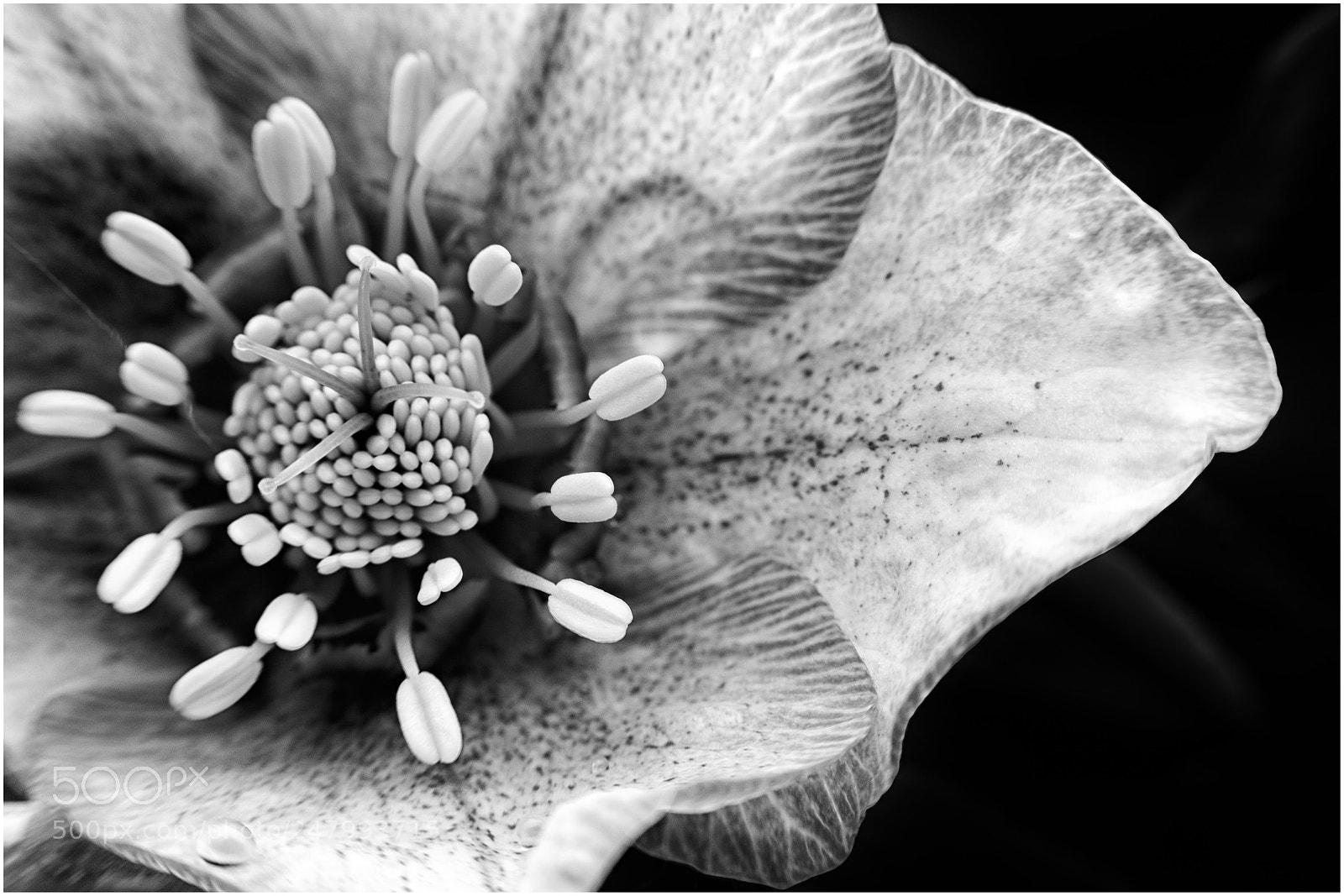 Fujifilm X-E2 sample photo. Hellebores photography