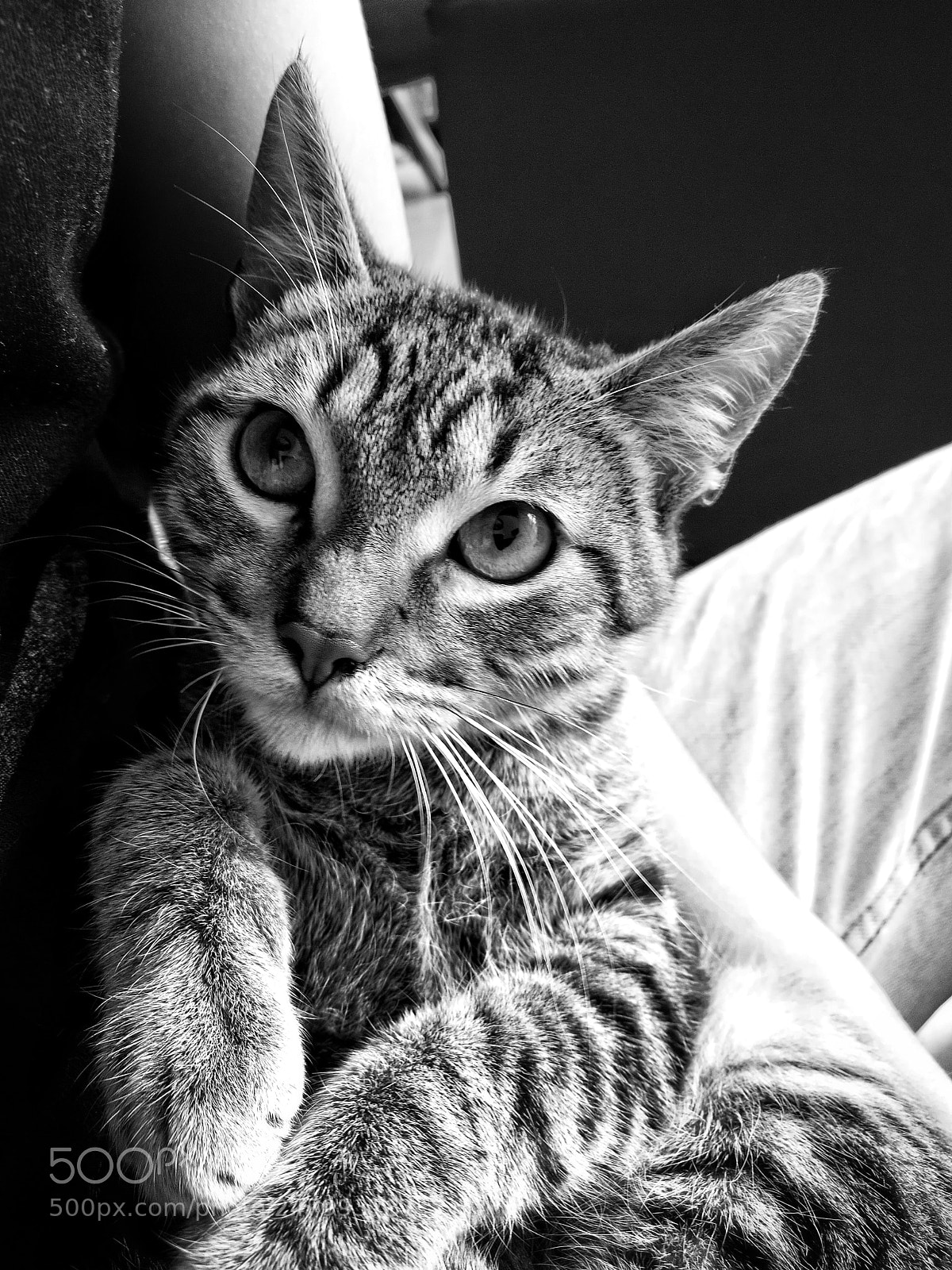 HUAWEI P9 sample photo. Sr. gato photography