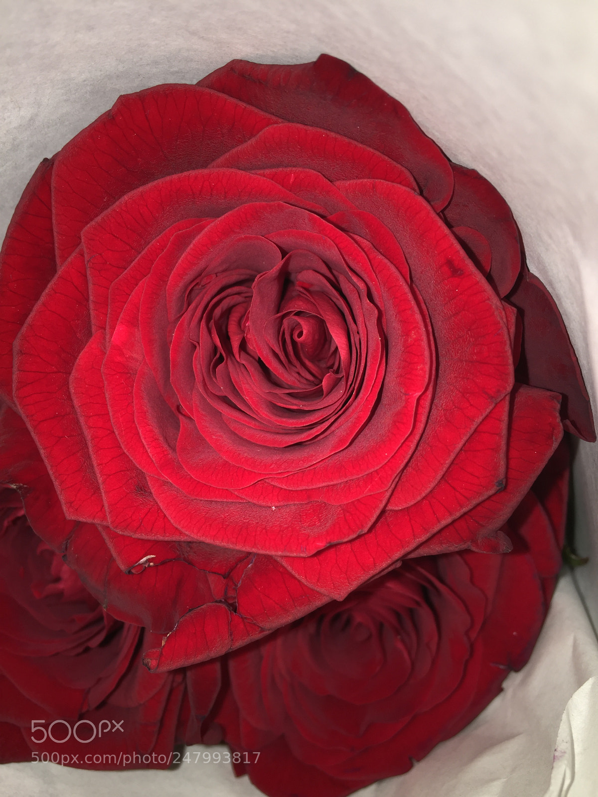 Apple iPhone 6 sample photo. It‘s for you photography