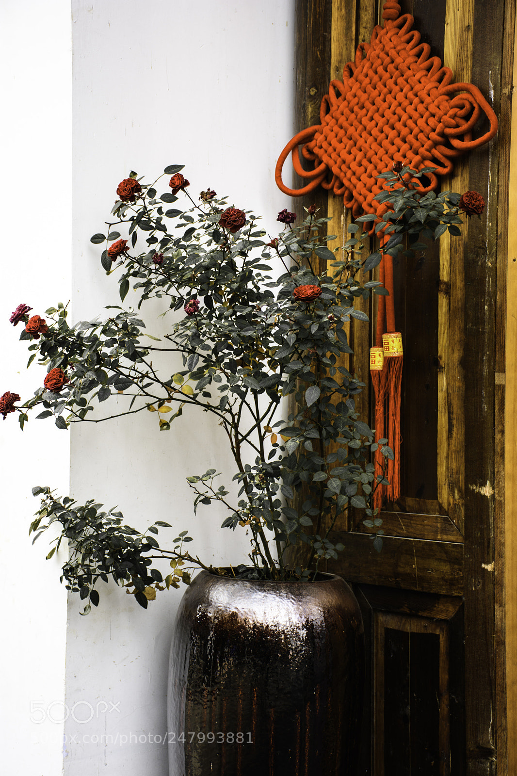 Nikon D7200 sample photo. 月季花开 photography