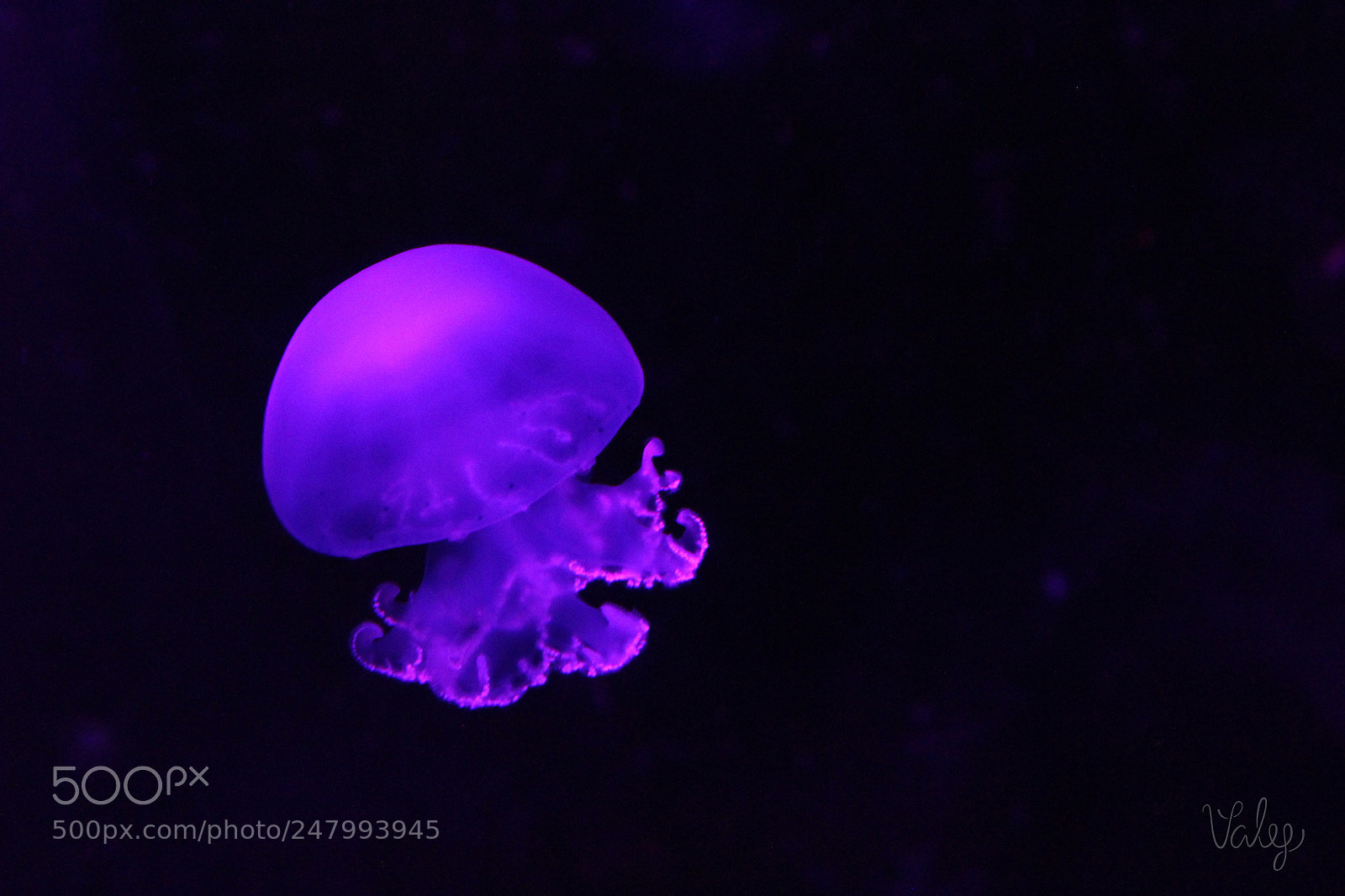 Canon EOS 1200D (EOS Rebel T5 / EOS Kiss X70 / EOS Hi) sample photo. Jellyfish photography