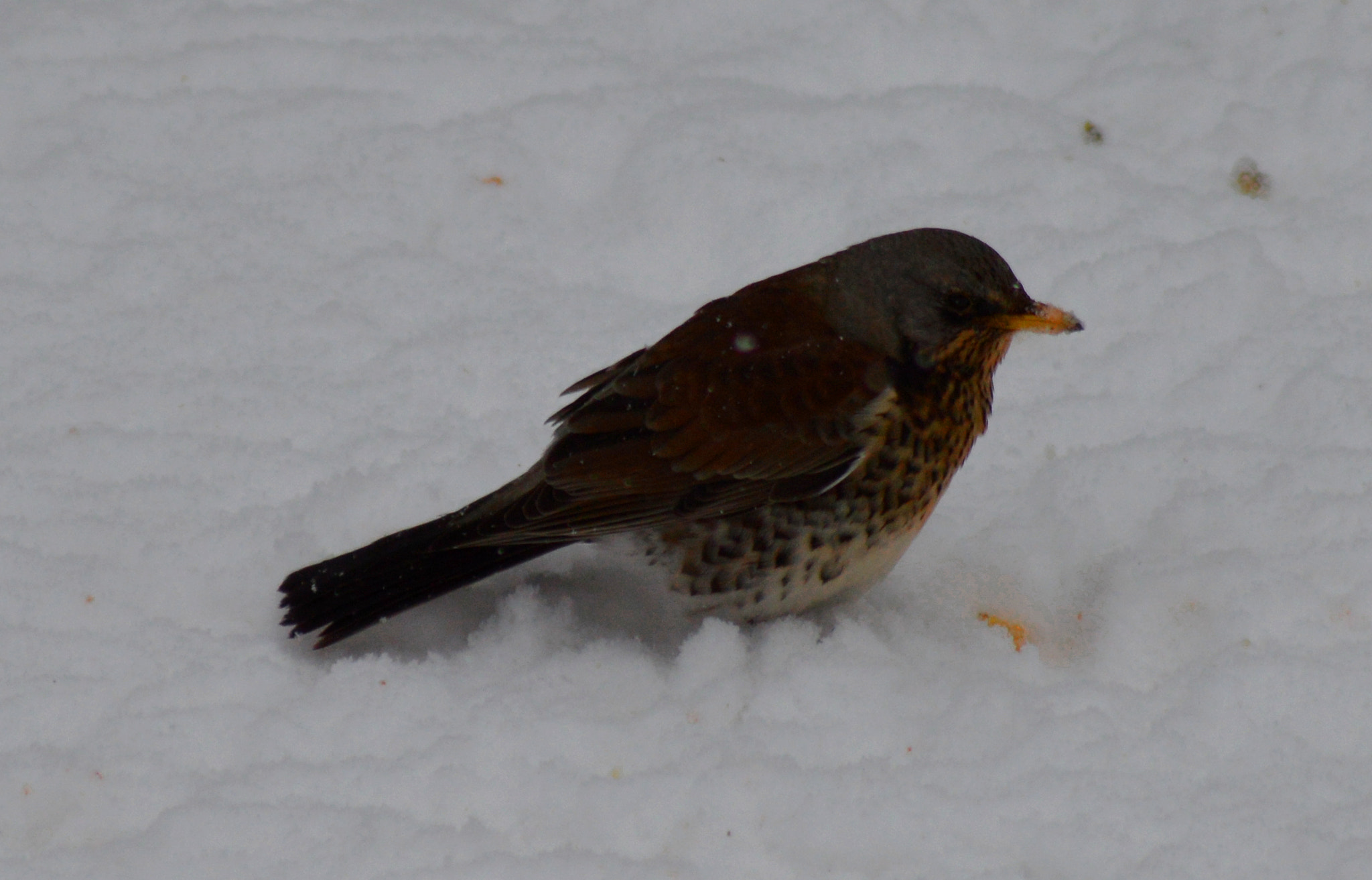 Nikon D3200 + Sigma 70-300mm F4-5.6 APO DG Macro sample photo. Bird in snow photography