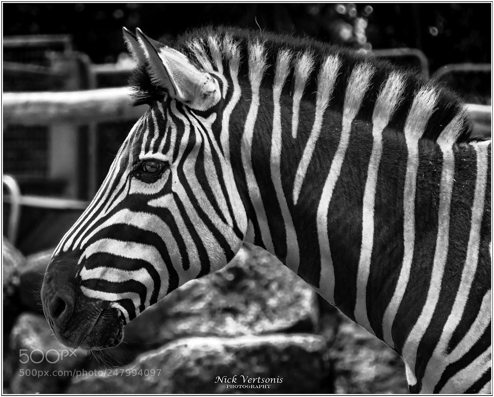 Nikon D7200 sample photo. Ebony & ivory... photography