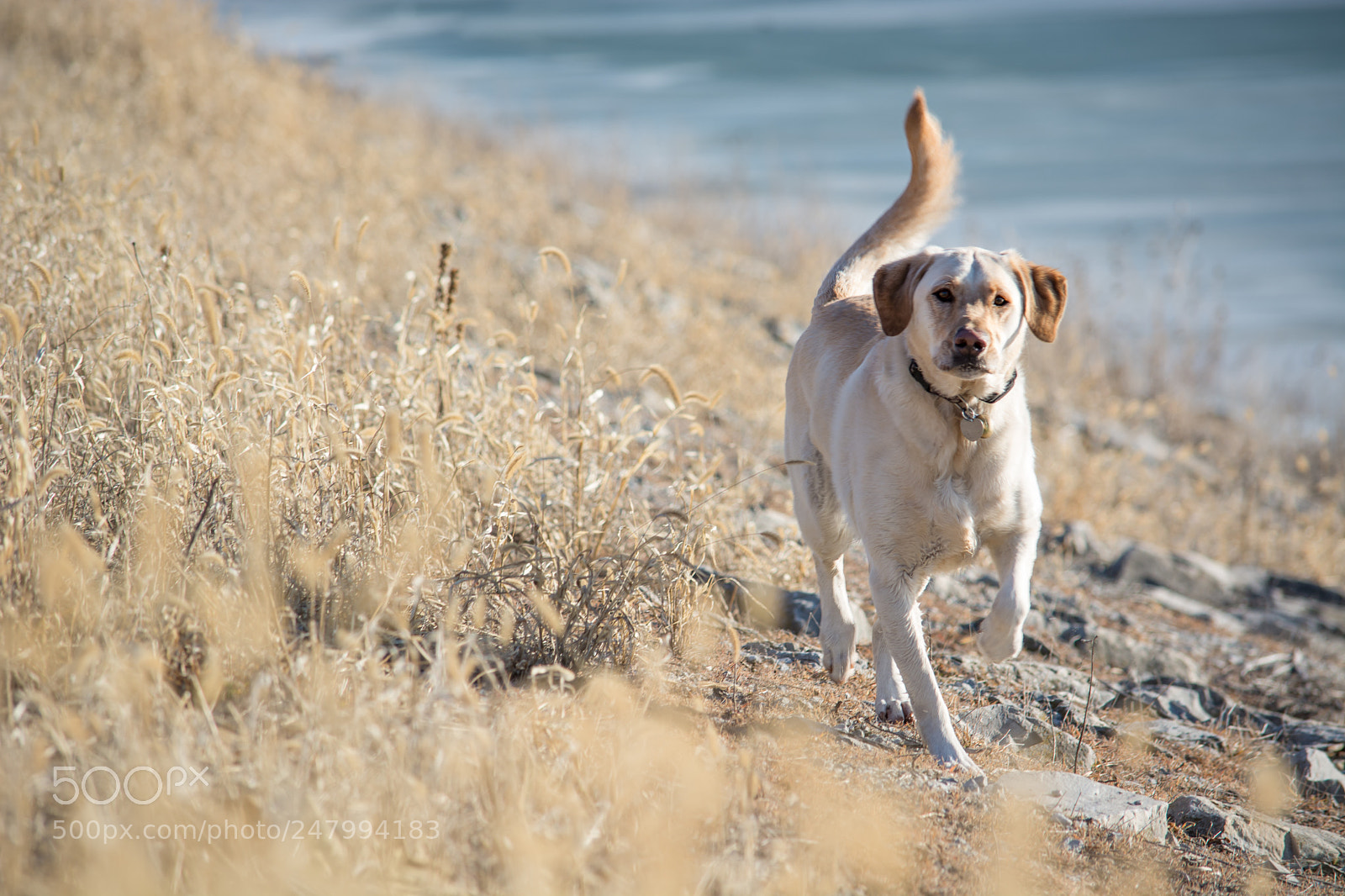 Nikon D7100 sample photo. Early spring walk photography