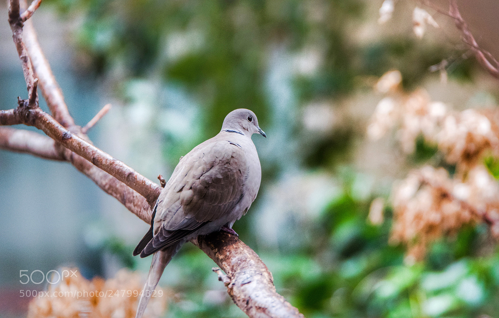 Nikon D5500 sample photo. Dove on the tree photography
