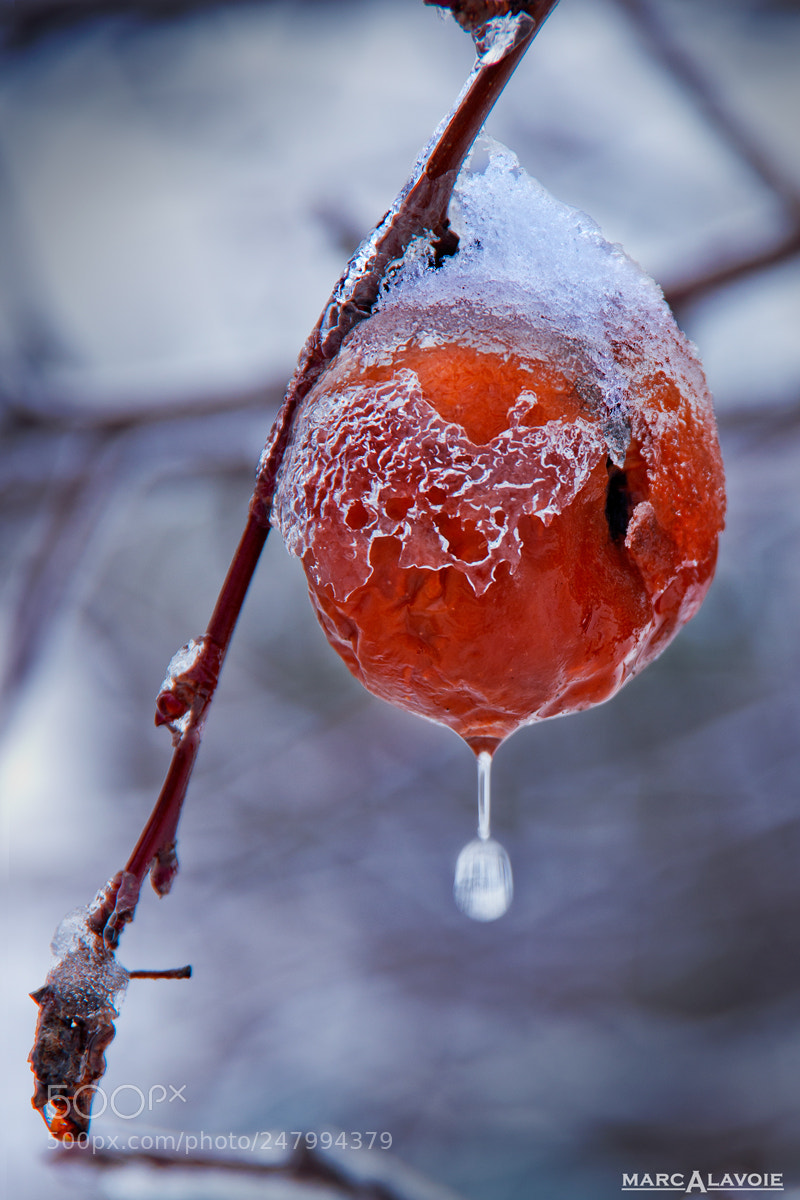 Pentax K-3 sample photo. Icy apple dripping rain photography