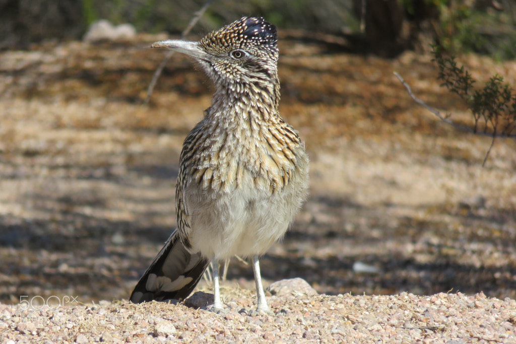 Canon PowerShot SX710 HS sample photo. Roadrunner photography