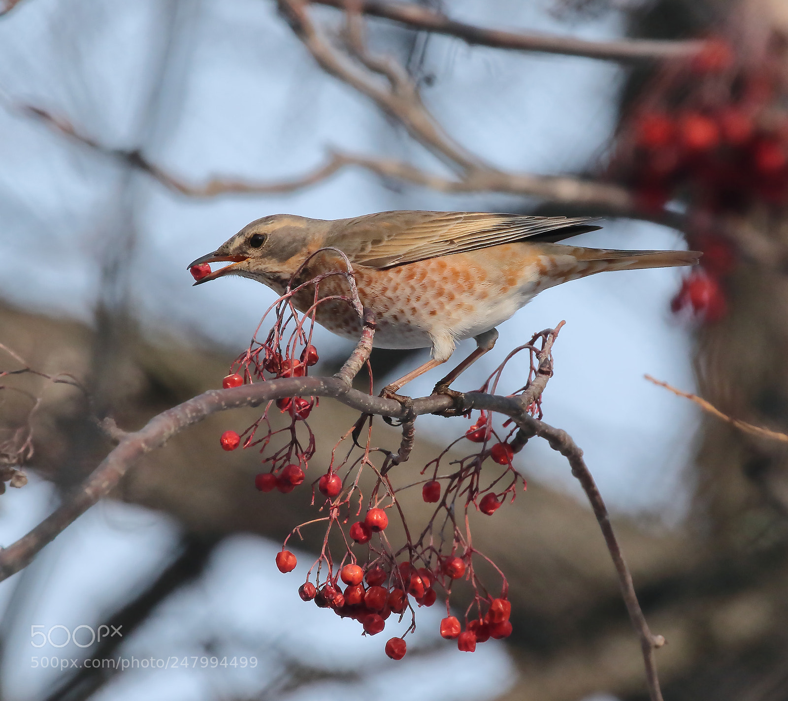 Canon EOS 7D Mark II sample photo. Breakfast time photography