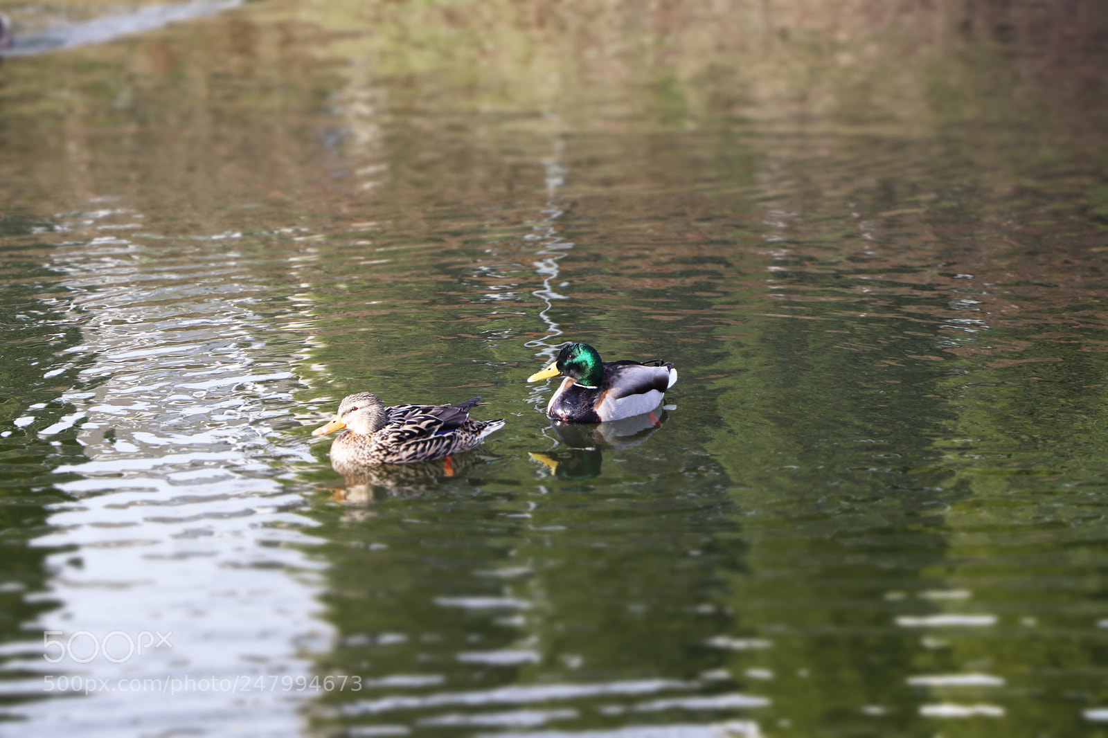 Canon EOS 80D sample photo. Untitled photography