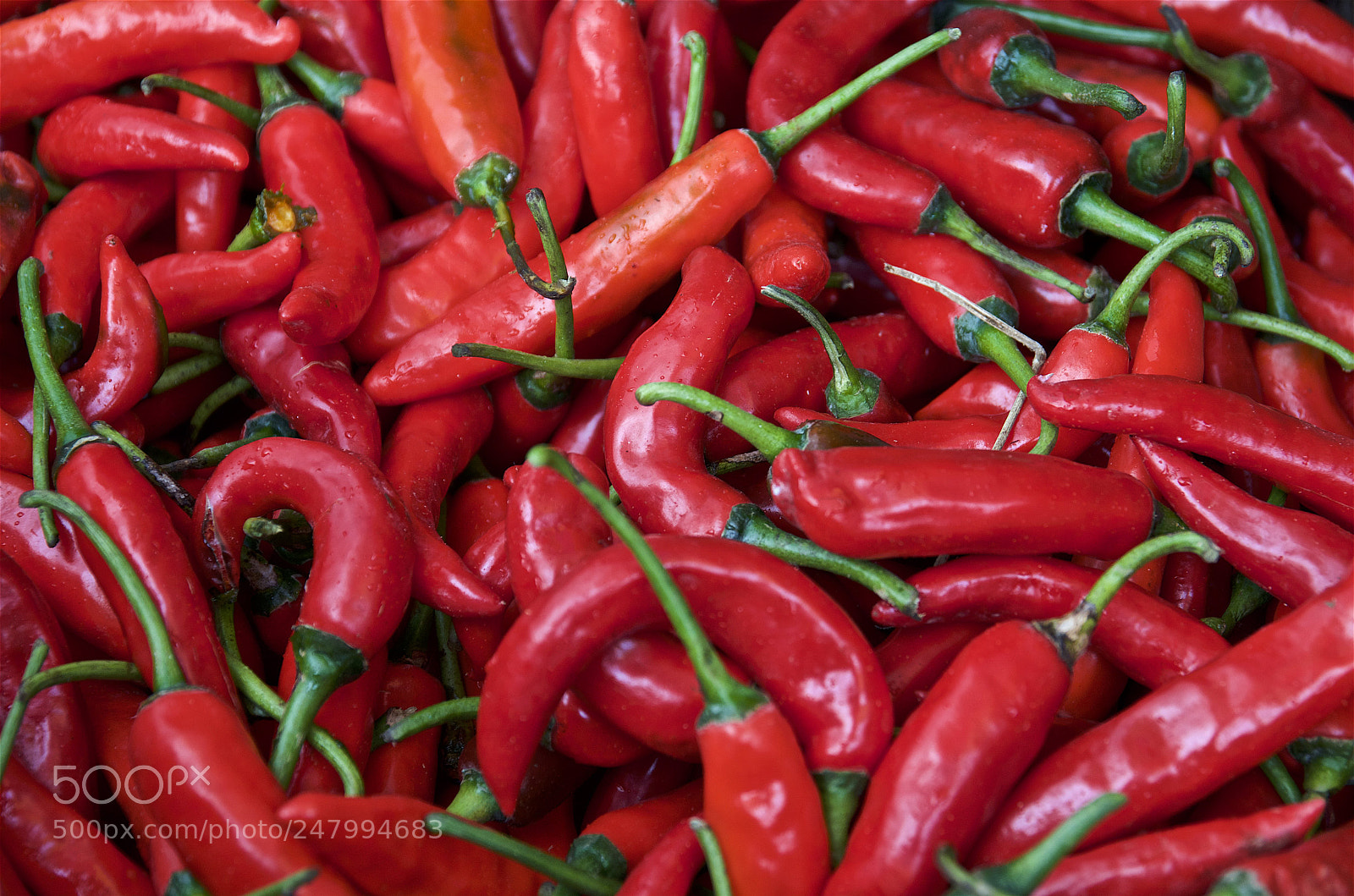 Pentax K-5 sample photo. Red chilli photography