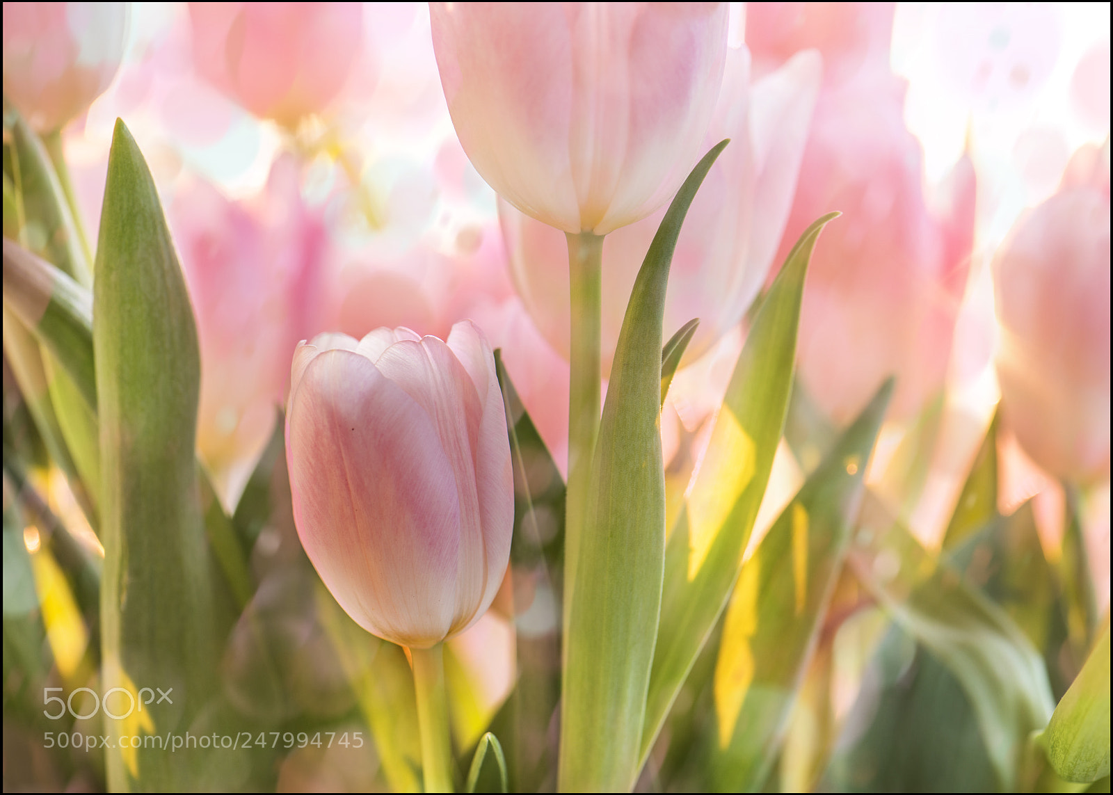 Nikon D810 sample photo. Tulip garden photography