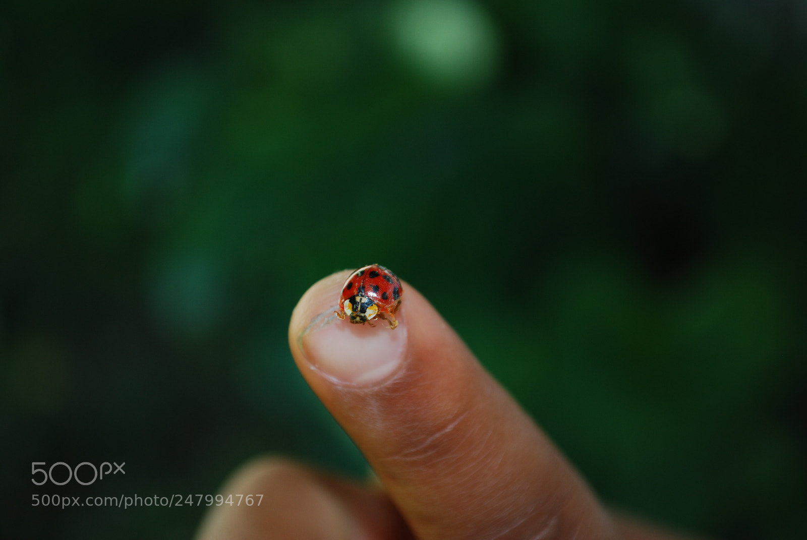 Nikon D60 sample photo. Boy meets ladybug... photography