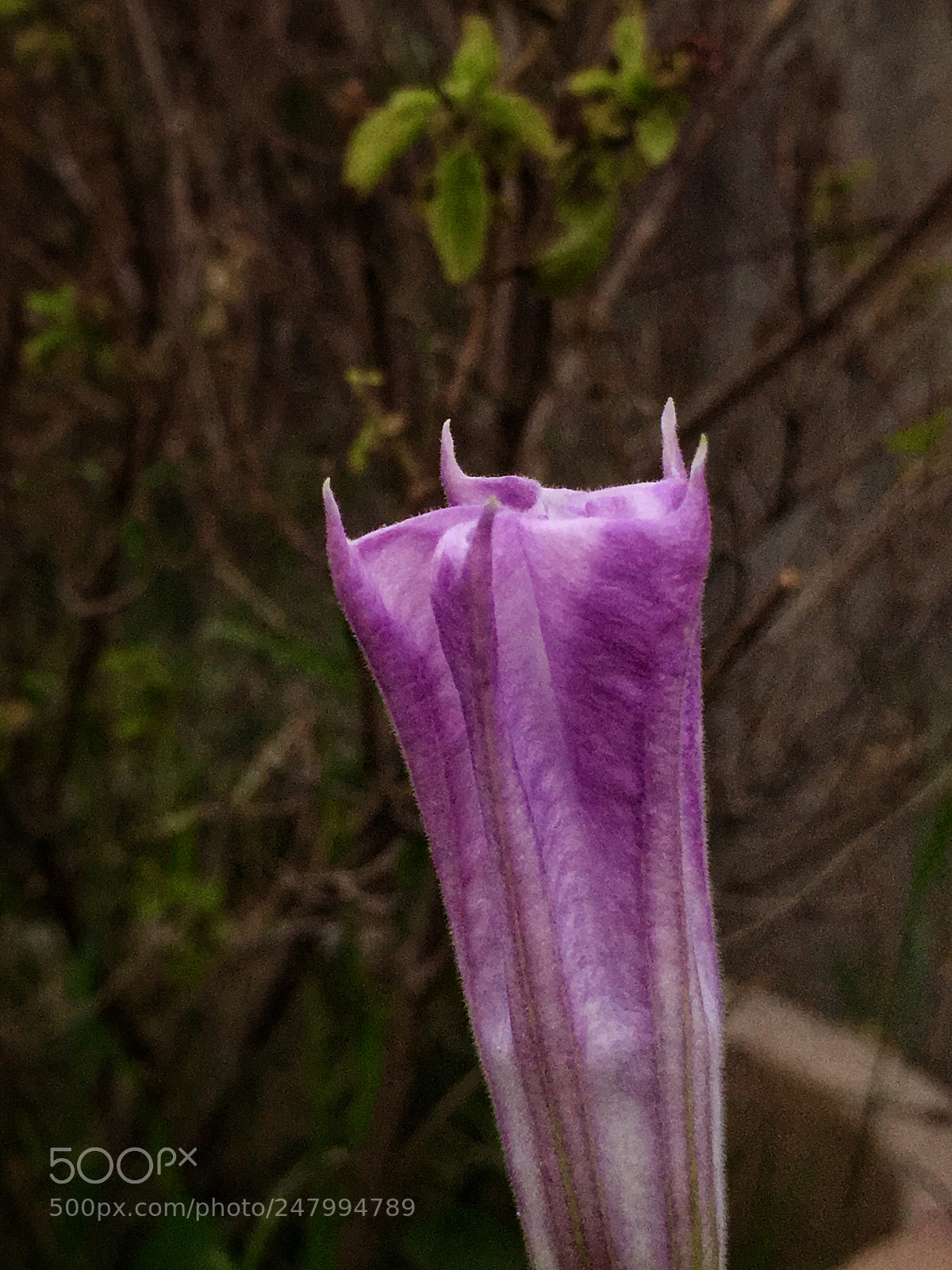 Apple iPhone SE sample photo. Purple photography