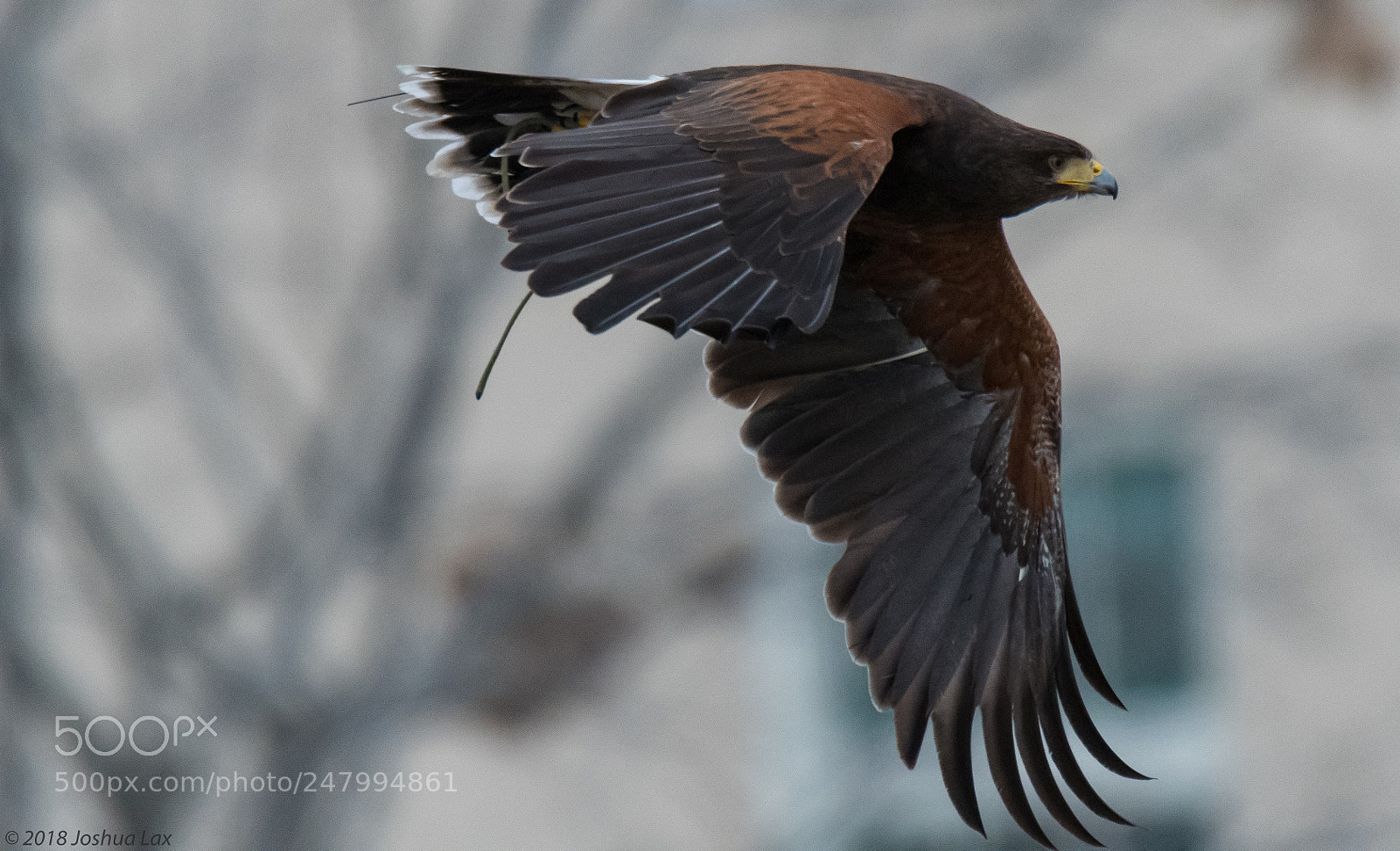 Nikon D500 sample photo. Flight photography