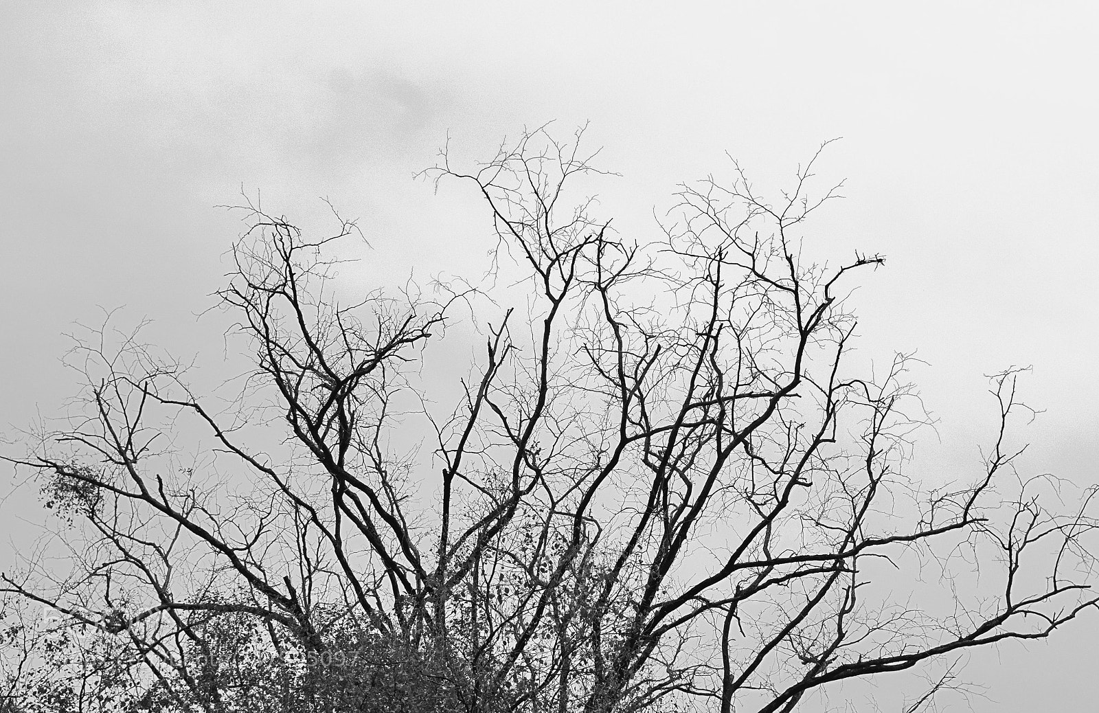 Sony a7 II sample photo. Withered photography