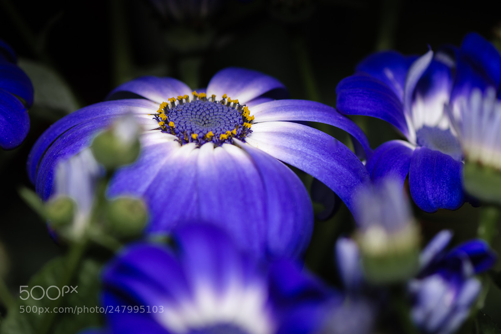 Nikon D7100 sample photo. Greenhouse  blue & white daisy photography