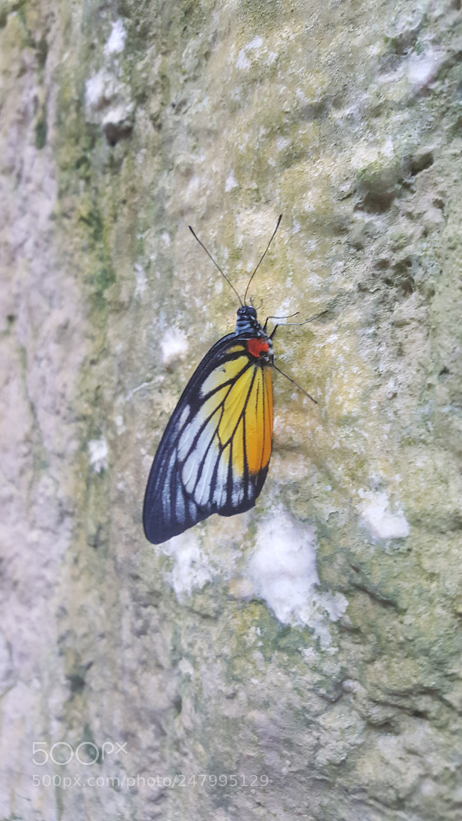 Samsung Galaxy Note5 sample photo. Untitled photography