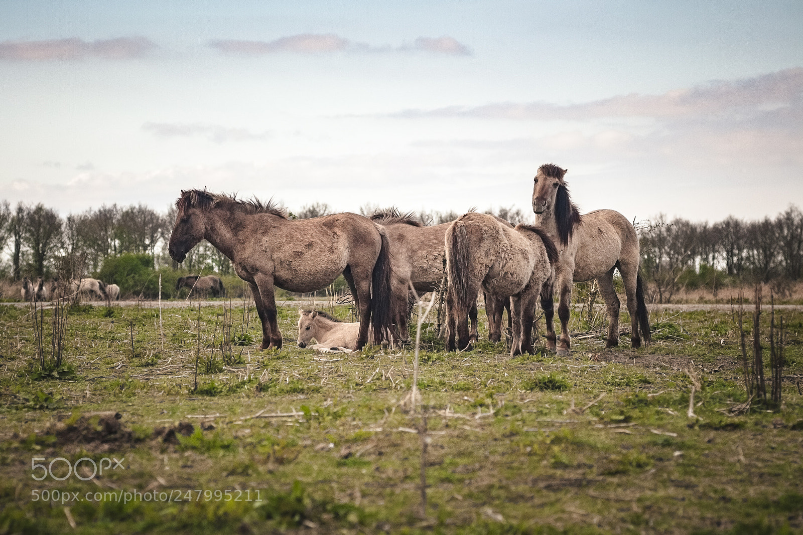 Canon EOS 5D sample photo. The konik horses of photography