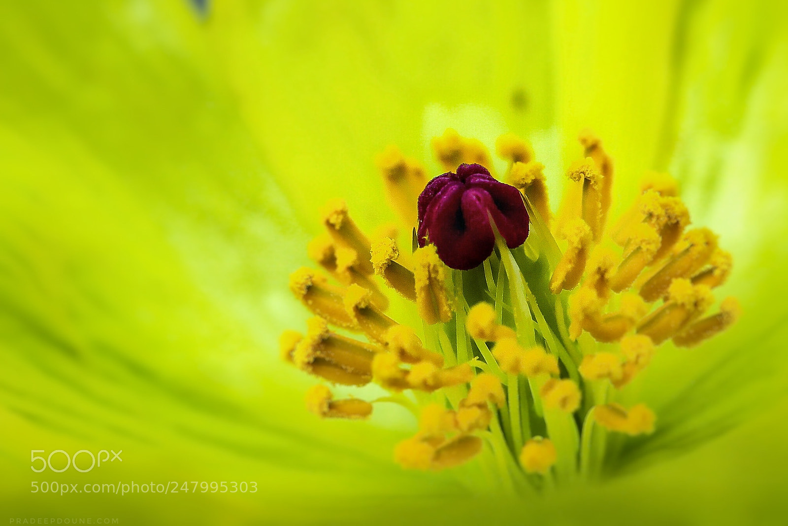 Canon EOS-1D X Mark II sample photo. #macro photography