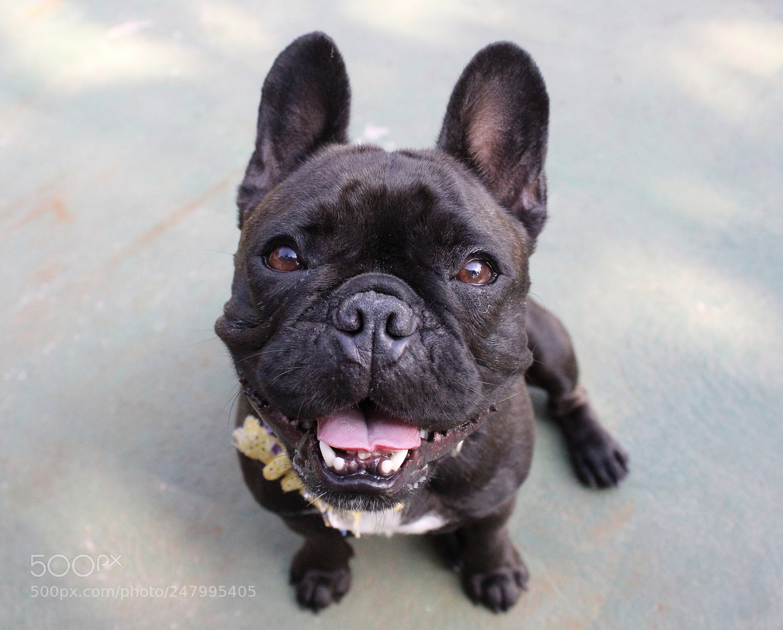 Canon EOS 1300D (EOS Rebel T6 / EOS Kiss X80) sample photo. Cute frenchie photography