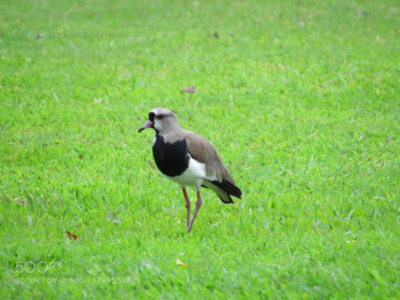 Canon PowerShot SX520 HS sample photo. Vanellus chilensis photography