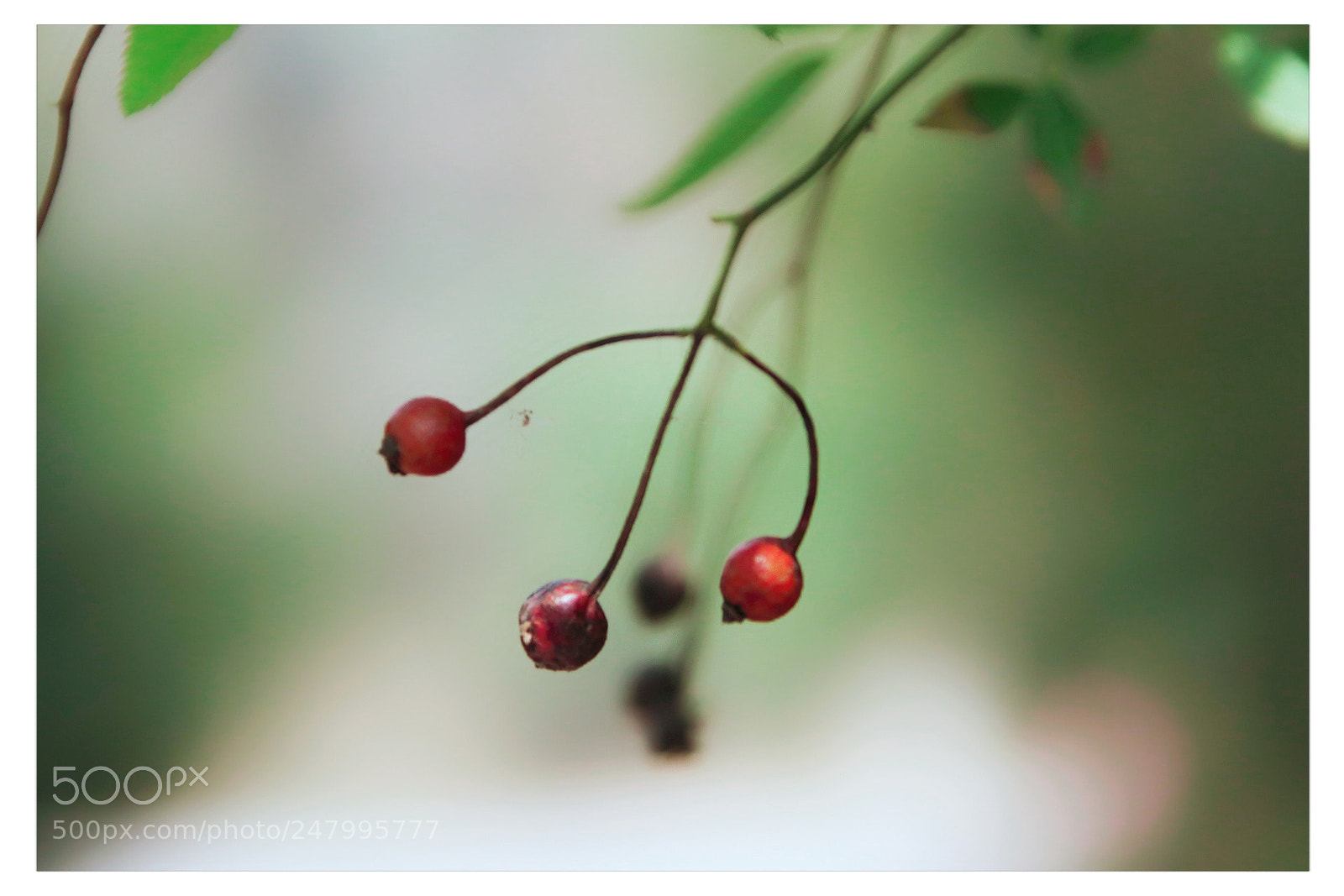 Canon EOS 80D sample photo. 夏天的脚步 photography