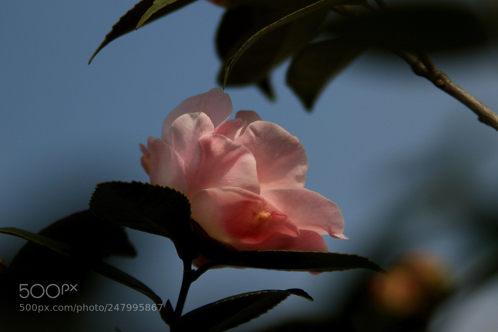 Canon EOS 7D Mark II sample photo. 花开庭院 photography