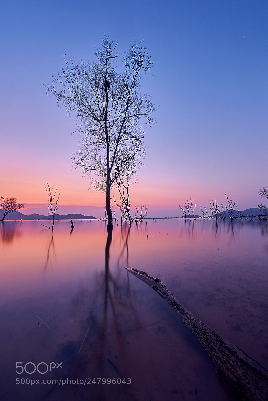 Sony a7 II sample photo. Death tree in the photography