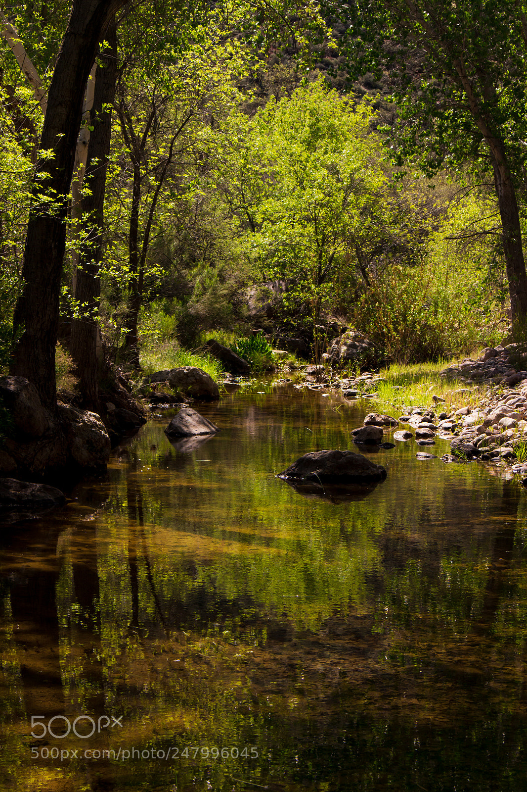 Canon EOS 700D (EOS Rebel T5i / EOS Kiss X7i) sample photo. Deep green photography