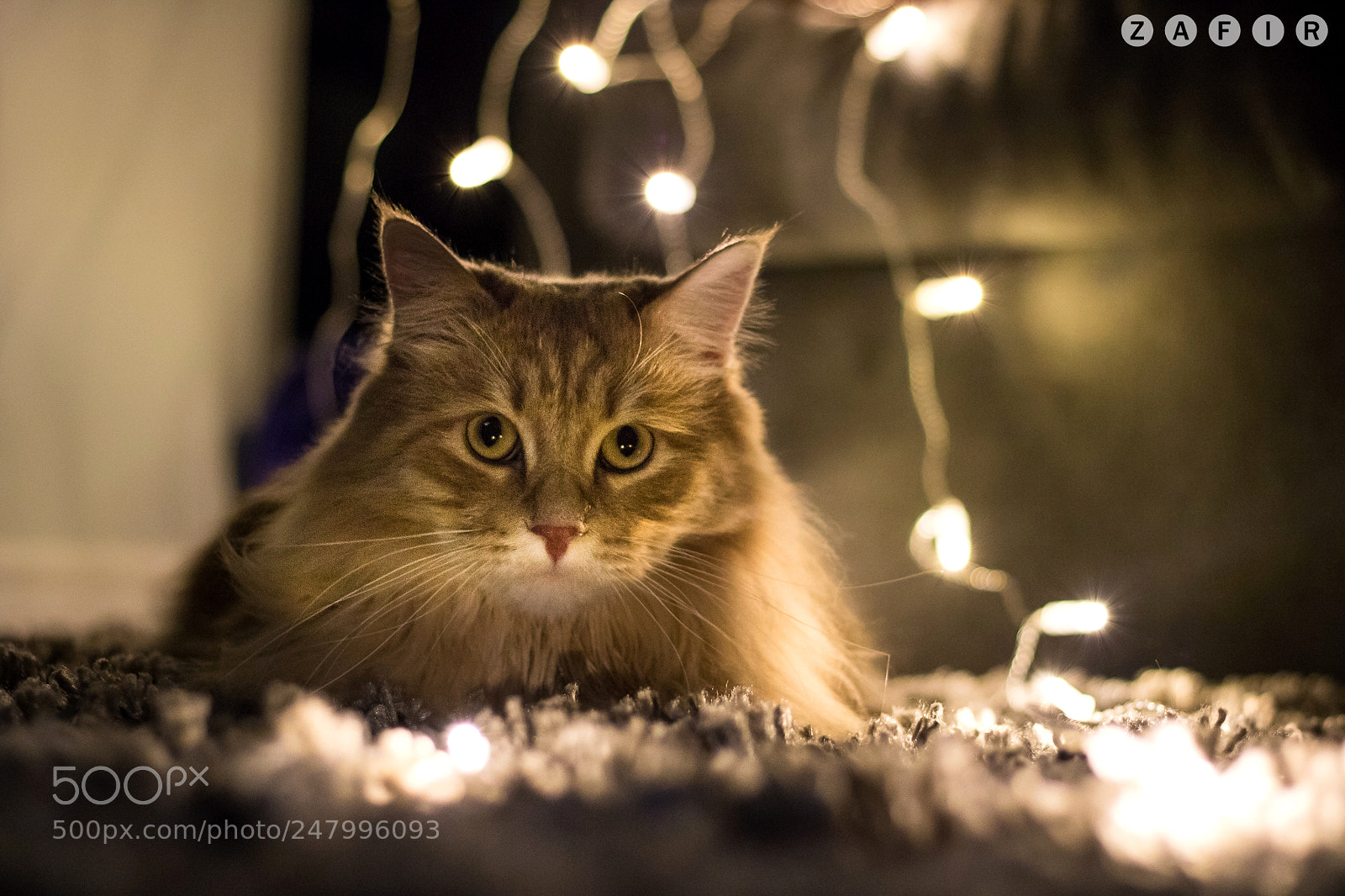 Canon EOS 760D (EOS Rebel T6s / EOS 8000D) sample photo. Cheddar photography