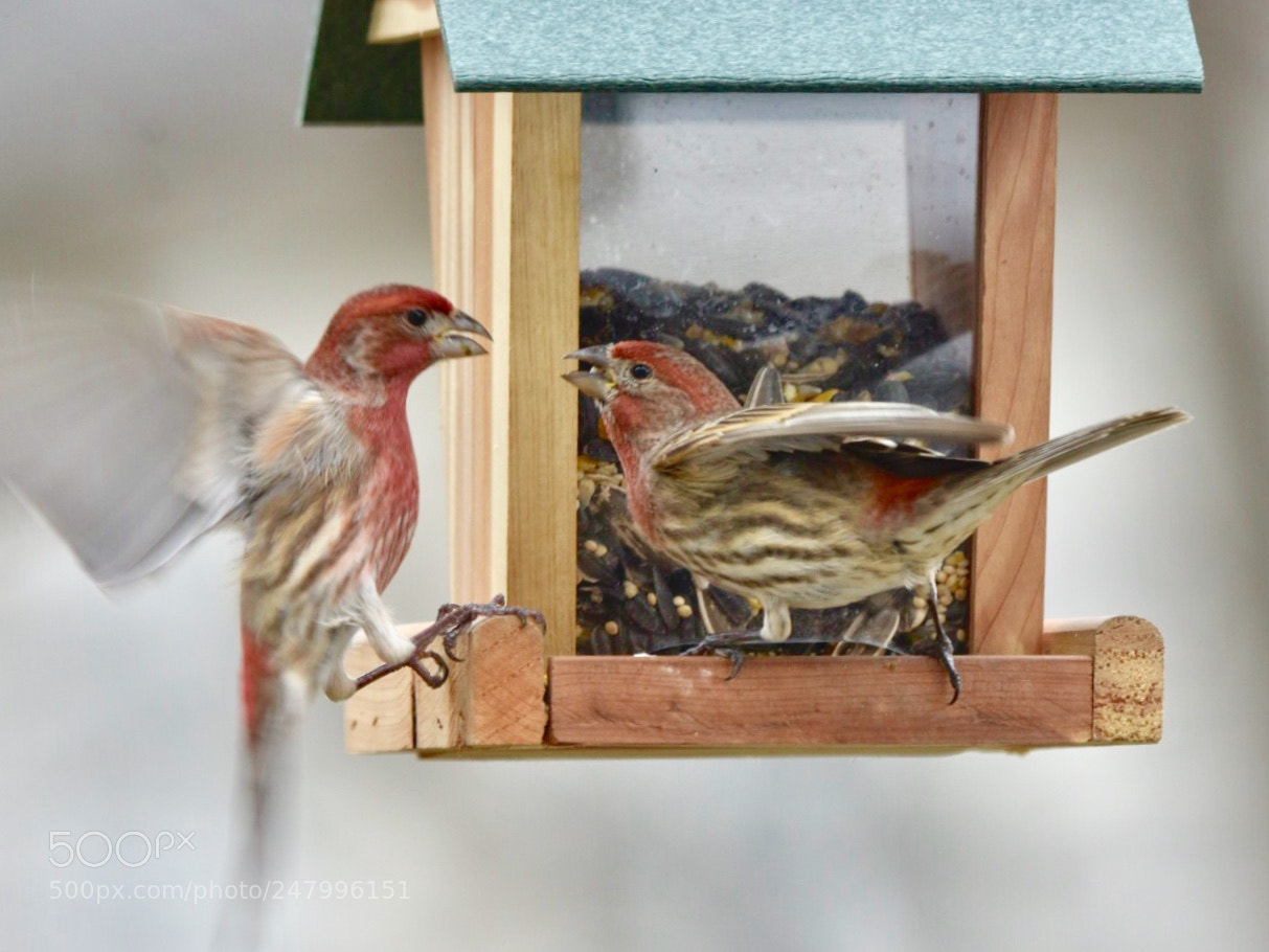 Nikon D7200 sample photo. Birds fight photography