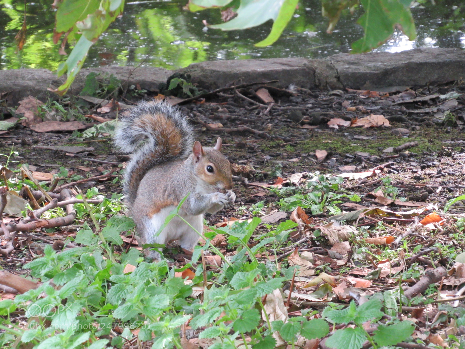 Canon PowerShot SX520 HS sample photo. Squirrel photography