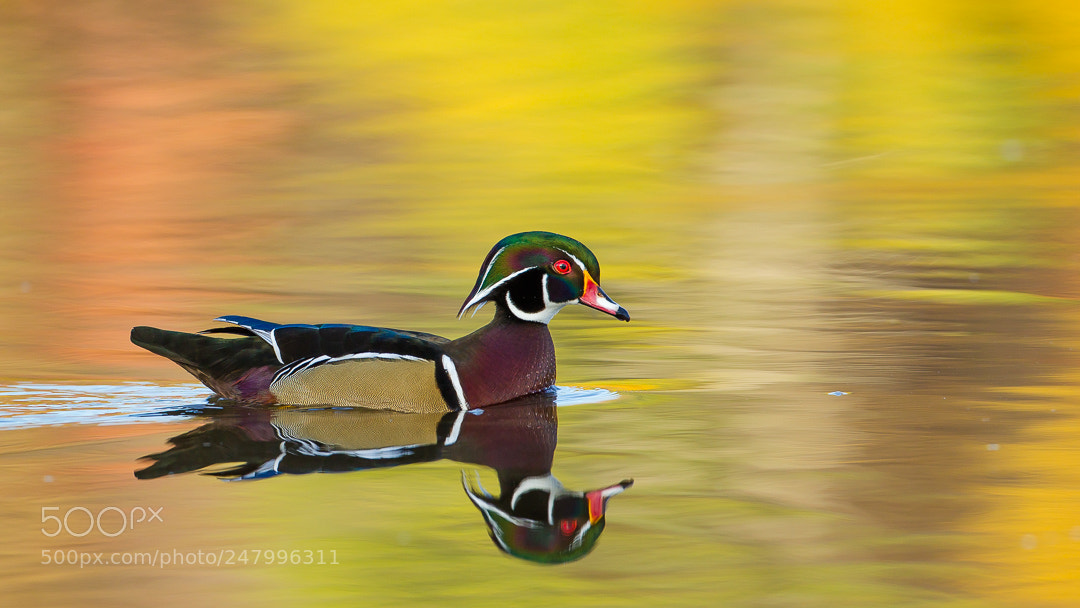 Canon EOS-1D Mark IV sample photo. Canard branchu  / wood duck photography