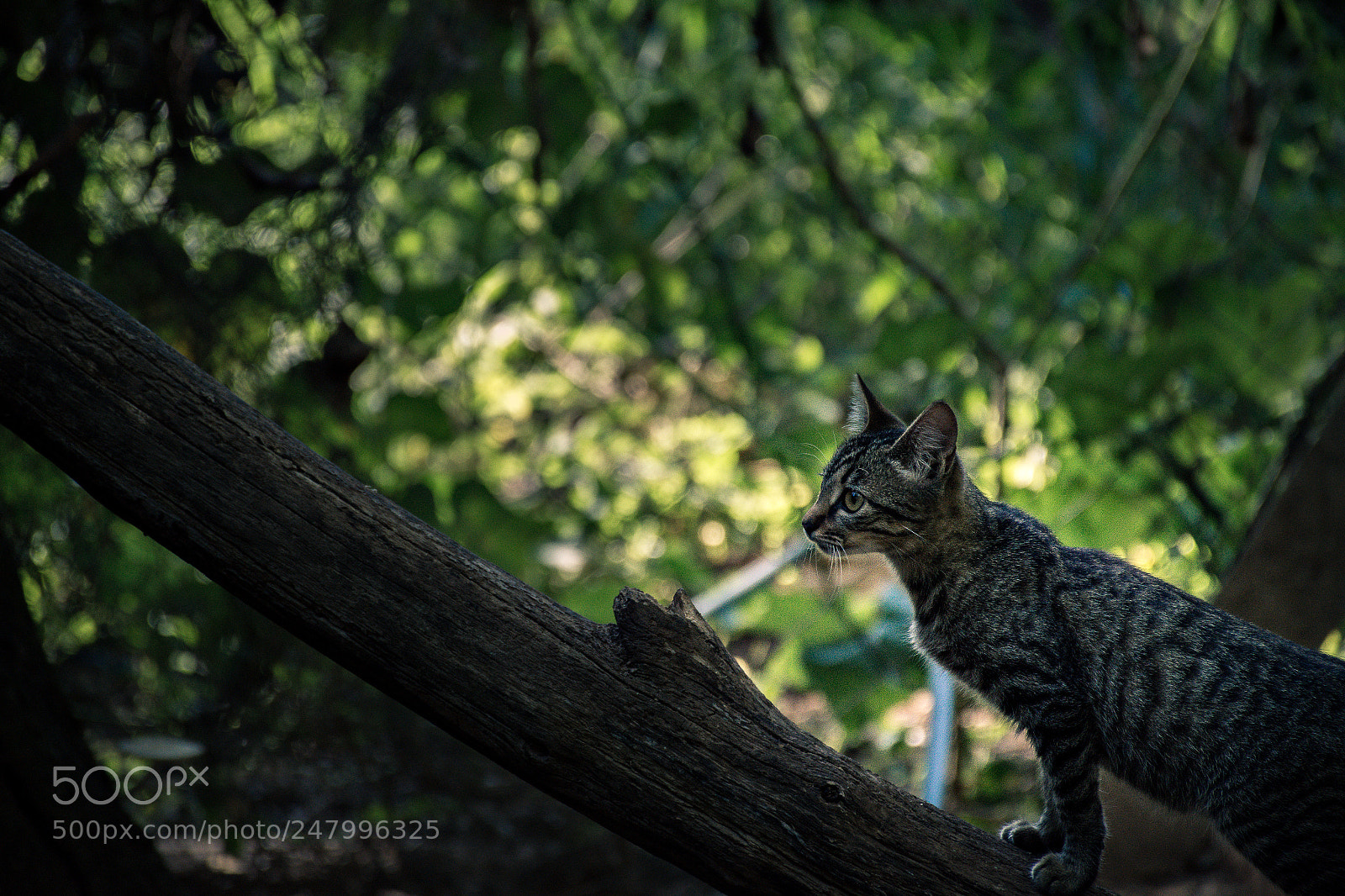 Nikon D7200 sample photo. Wild cat photography