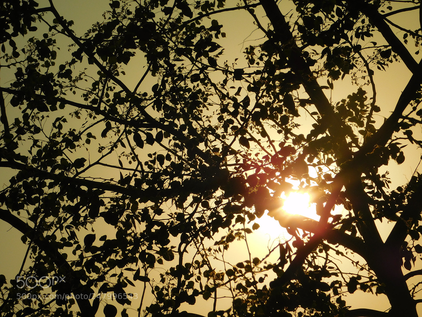 Nikon Coolpix L840 sample photo. Sunlight photography