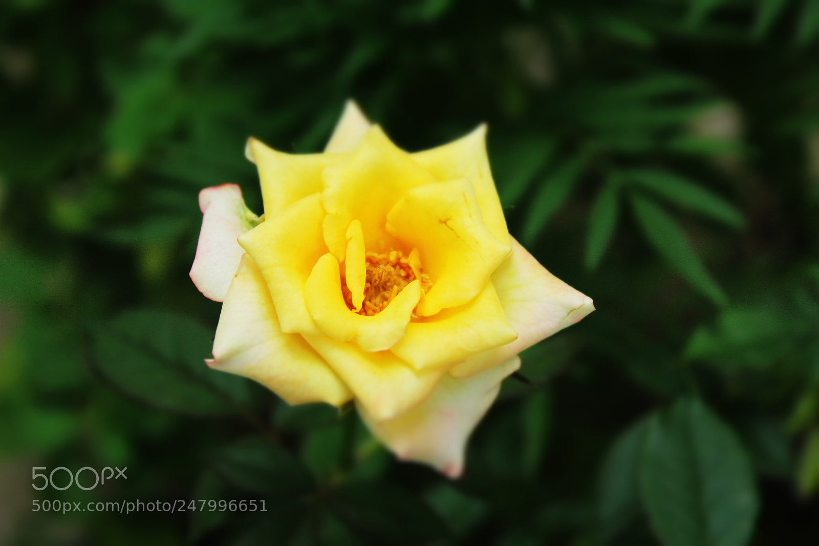 Canon EOS 1200D (EOS Rebel T5 / EOS Kiss X70 / EOS Hi) sample photo. The rose is refreshing! photography
