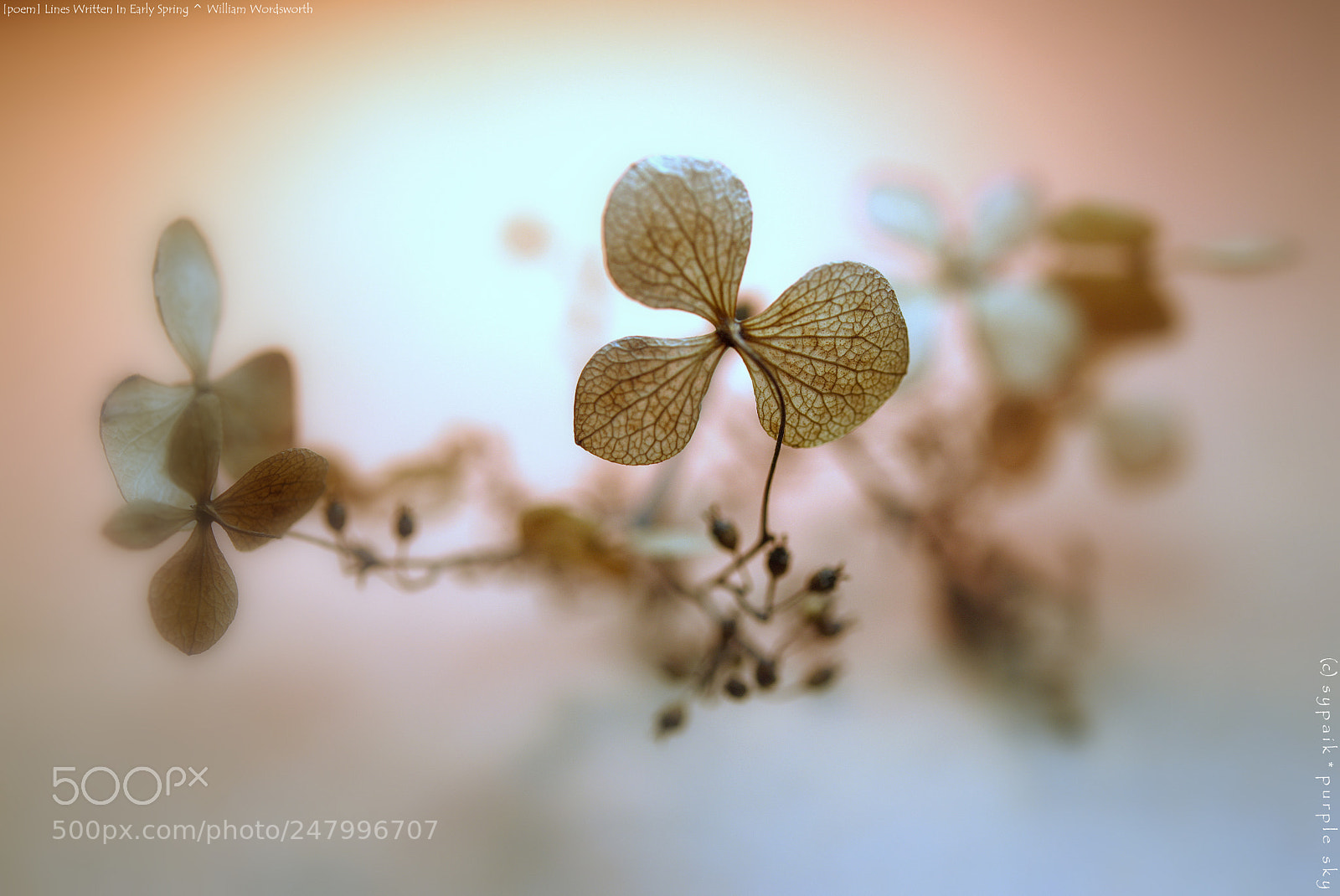 Nikon AF-S Micro-Nikkor 60mm F2.8G ED sample photo. Lines written in early photography