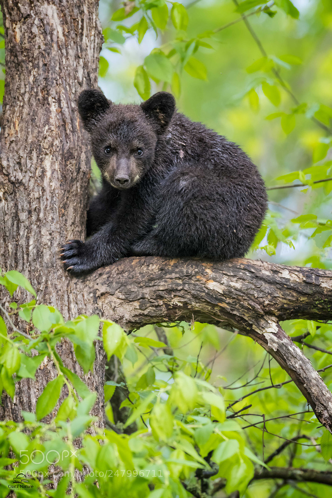 Nikon D5 sample photo. Black bear cub photography