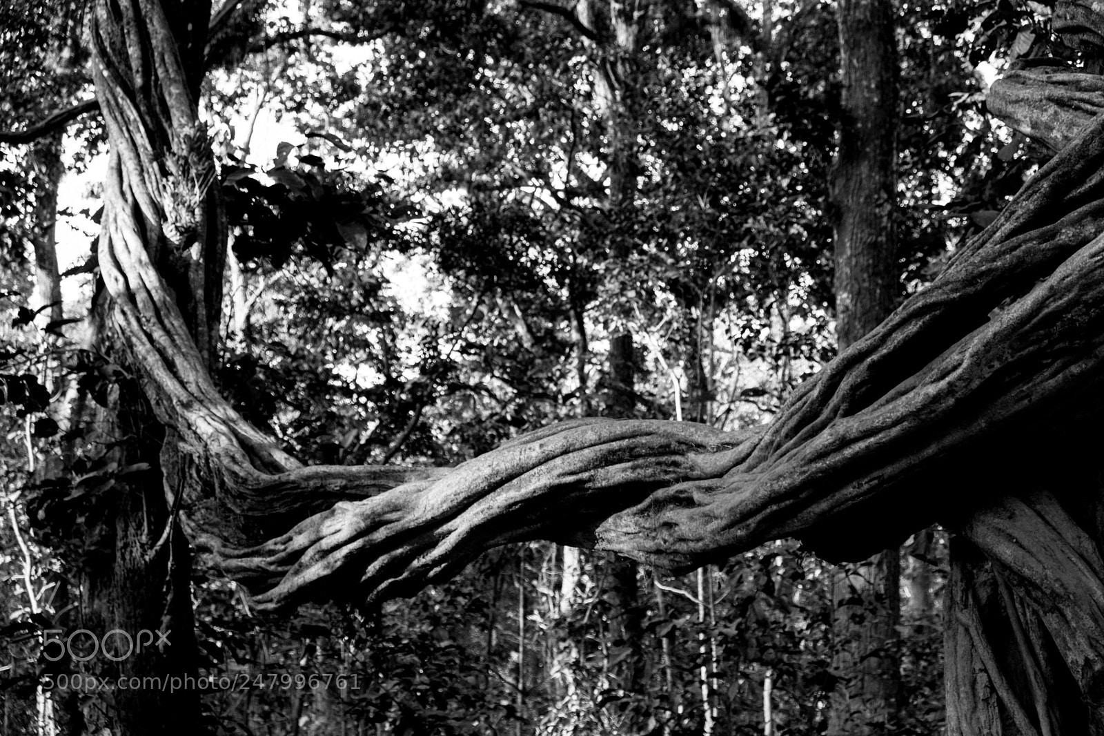 Fujifilm X-T20 sample photo. Twisted tree photography