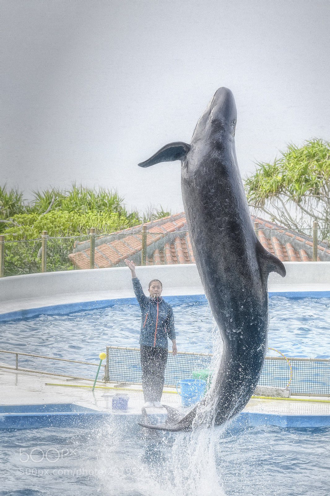 Nikon D850 sample photo. Dolphin @沖縄美ら海水族館 photography