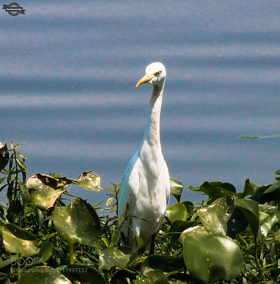 Canon EOS 1100D (EOS Rebel T3 / EOS Kiss X50) sample photo. Bird watch pelican photography