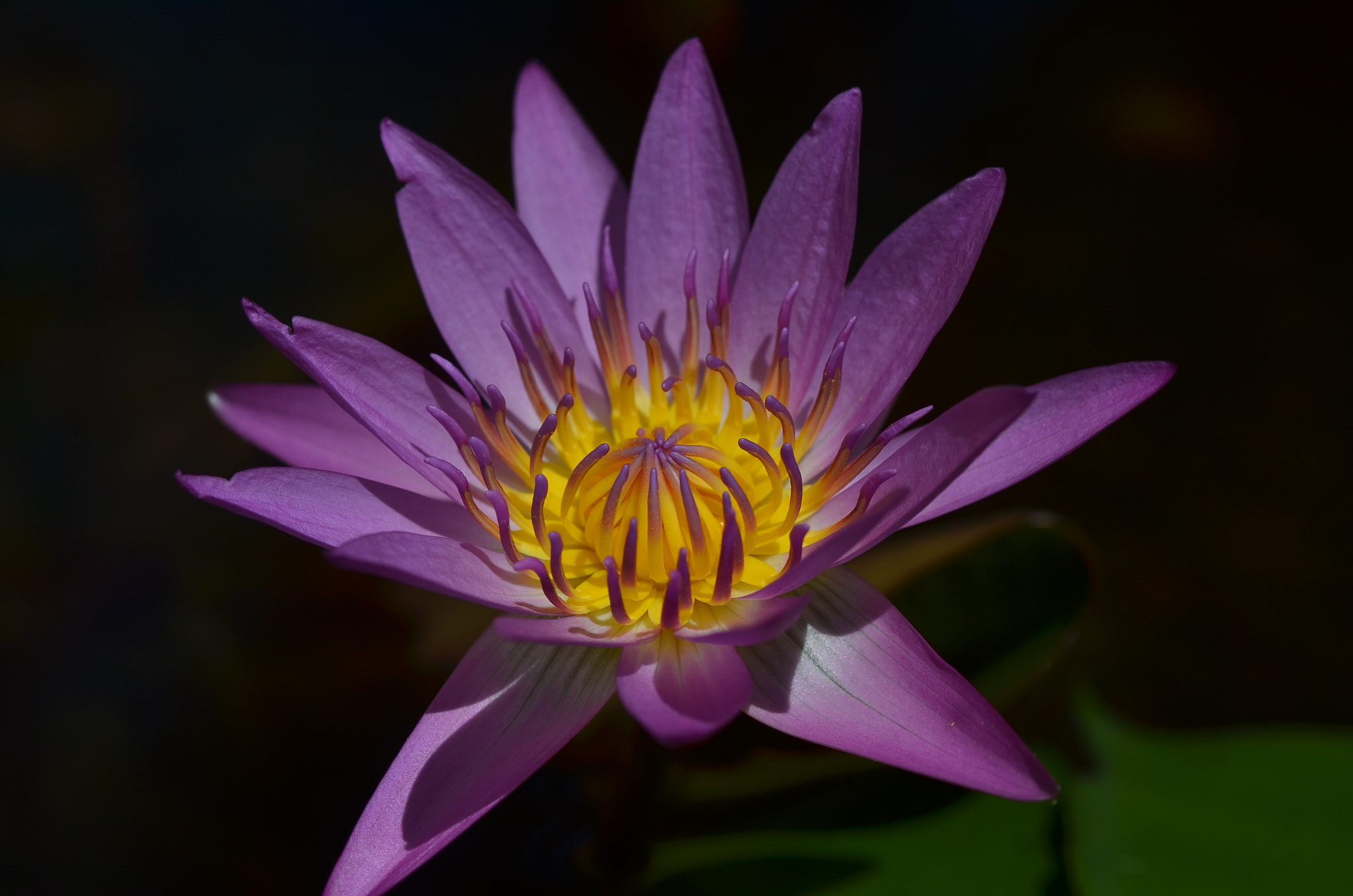 Nikon D7000 + Nikon AF-S Micro-Nikkor 105mm F2.8G IF-ED VR sample photo. More of waterlily photography