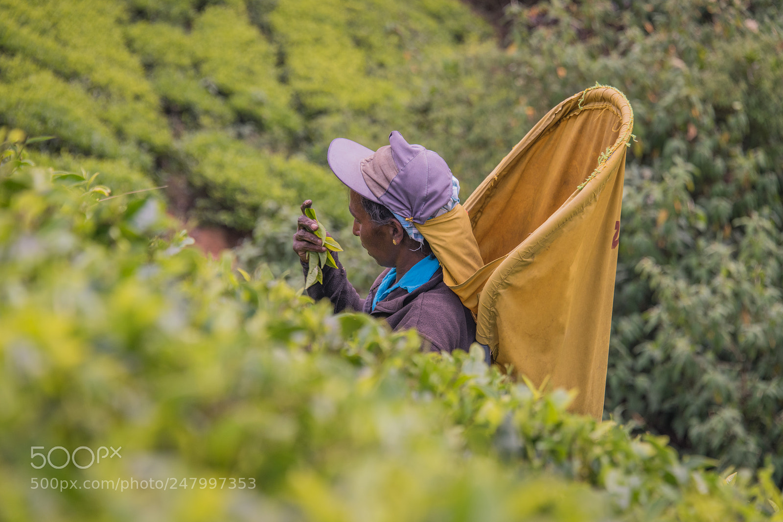 Nikon D850 sample photo. Tea picking photography
