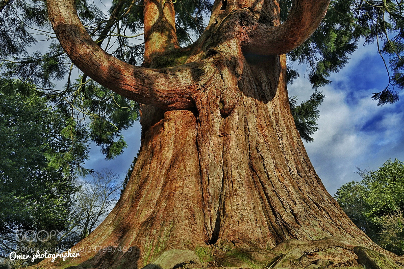 Sony Cyber-shot DSC-RX10 III sample photo. Old tree photography