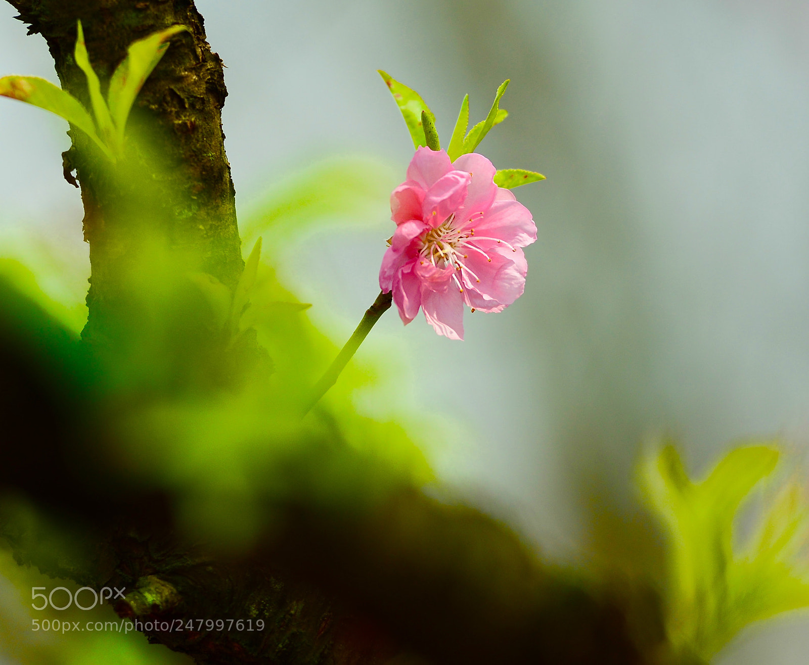 Nikon D800 sample photo. Untitled photography