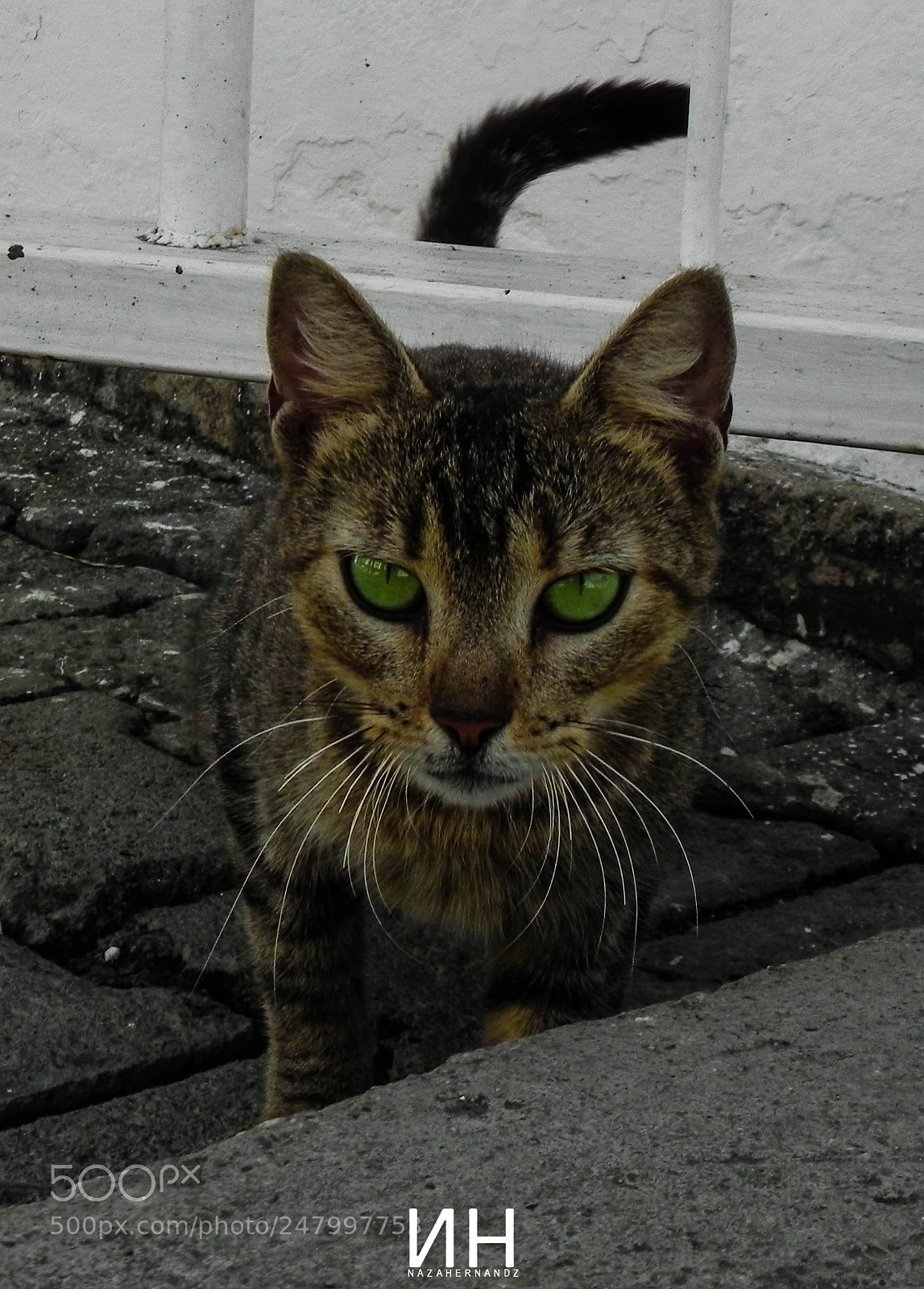 Nikon Coolpix P100 sample photo. Gato photography