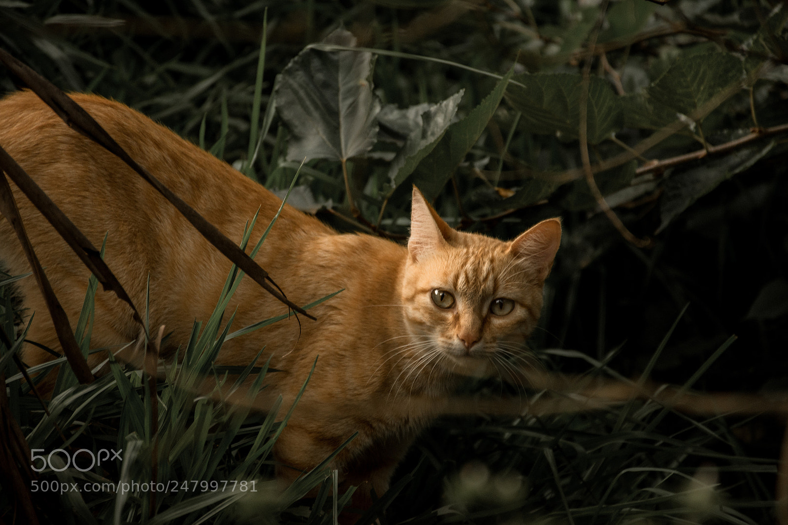 Nikon D7200 sample photo. Cat look photography