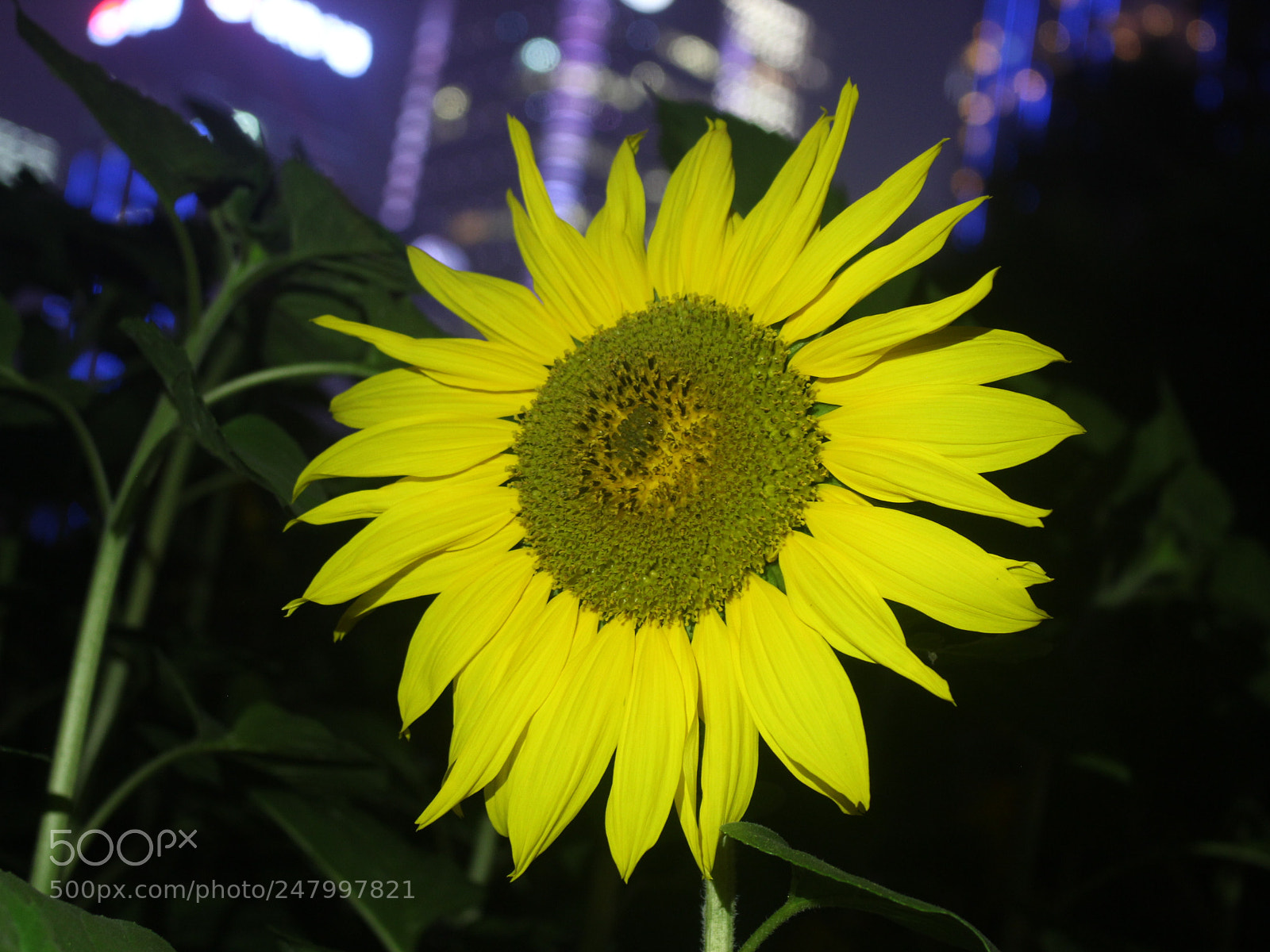 Canon EOS 700D (EOS Rebel T5i / EOS Kiss X7i) sample photo. Untitled photography