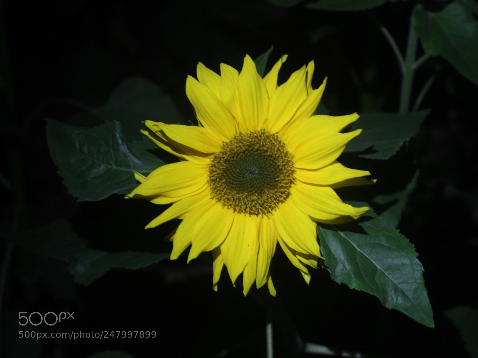 Canon EOS 700D (EOS Rebel T5i / EOS Kiss X7i) sample photo. Untitled photography